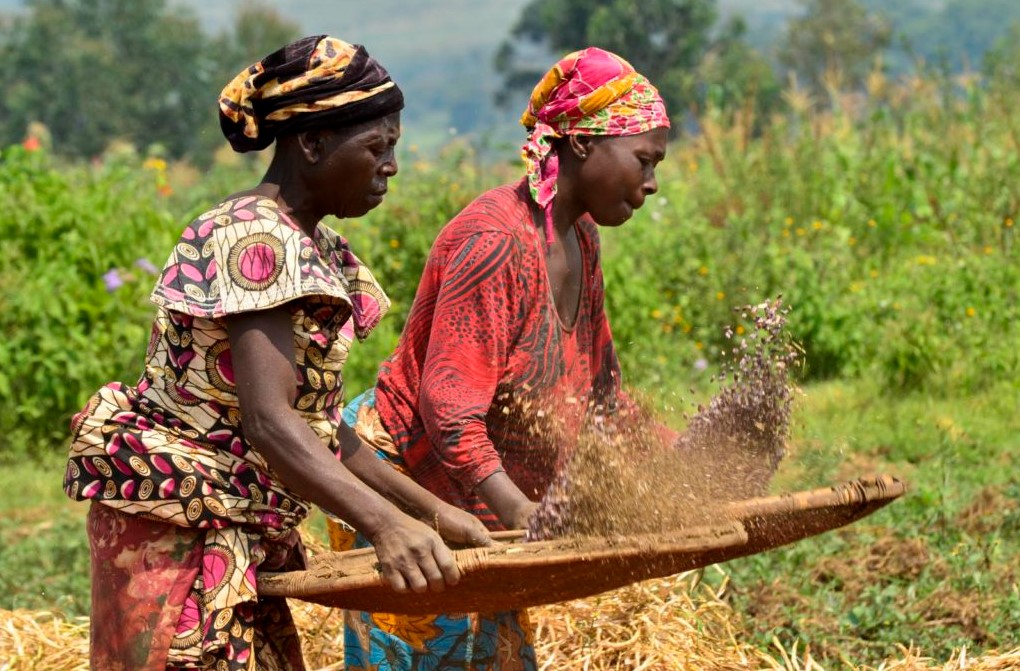 organic agriculture