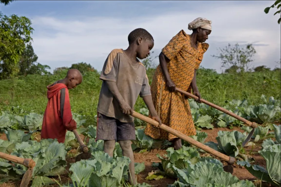 How Organic Food Can Help Reduce Malnutrition in Nigeria